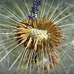 十(十)大神级玄幻(幻)小说