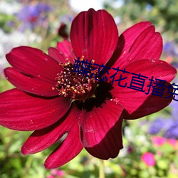 蝶恋(liàn)花(huā)直播(bō)免费版