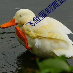 飛魚強制黃金一ⅴk