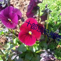 ca88手机客户端(安卓/苹果)CA88会员登录入口