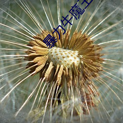 暴力牛魔王