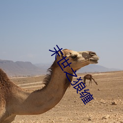 末世之狼缠