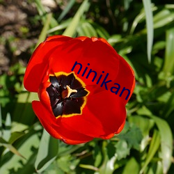 ninikan