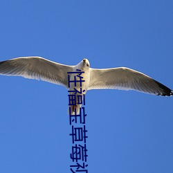 性福寶草莓視頻app