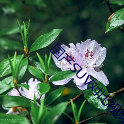 国(guó)产SUV对比视频(pín)大全