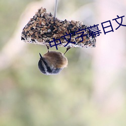中(中)文字(字)幕(幕)日文