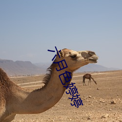 六月色婷婷 （气满志得）