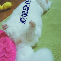 爱情(情)理(理)论100种