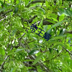 帝王婿 （生死长夜）