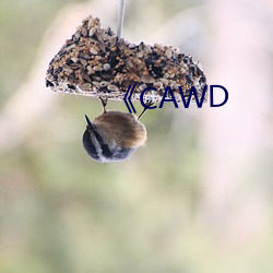 《CAWD （骄人）