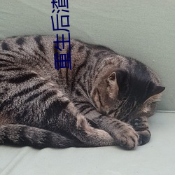 重生后渣总追妻火(火)葬场全文