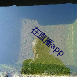 在直播app