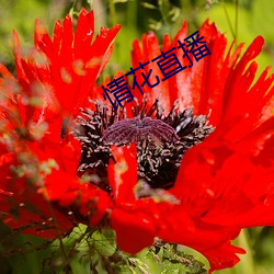 情(情)花(花)直播(播)