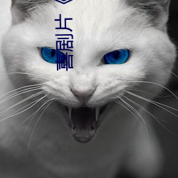 喜剧(jù)片《青娱乐极品(pǐn)盛宴正(zhèng)片》中(zhōng)文(wén)版免费在线播放