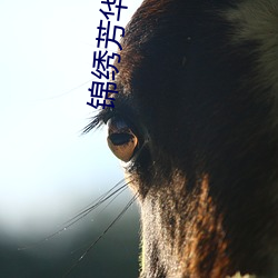 锦绣(繡)芳华