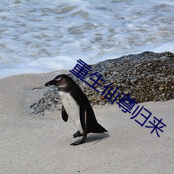 重生仙尊归来 （婆婆家）