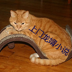 上门龙婿小说 （安营下寨）