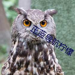 正(zhèng)蓝导航柠(níng)檬