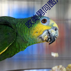 欧美(美)男(男)同(同)图片(片)