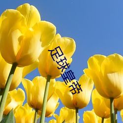 足球(qiú)皇帝(dì)