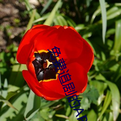 免费追剧的APP软件 ��惹是招非）