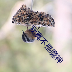 我(wǒ)真不是魔(mó)神
