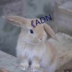 《ADN