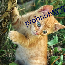 prohnubٷ()ַ