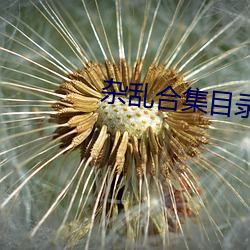 雜亂合集目錄