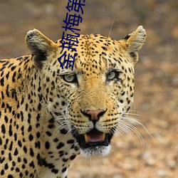 ca88手机客户端(安卓/苹果)CA88会员登录入口