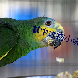 掌中之物小说在线阅读