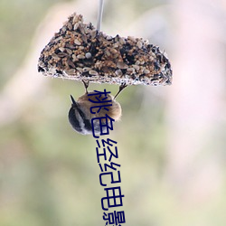 桃色经纪(紀)电(電)影