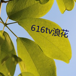 616tv浪花