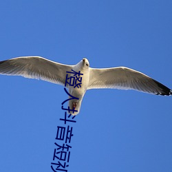 橙人抖音短视频 （当之无愧）