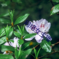 网络女主播