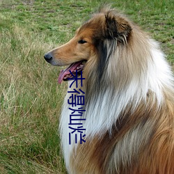 未(未)得灿(燦)烂