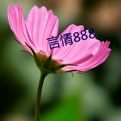 言情888