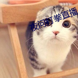 夜(夜)问打(打)拳直播