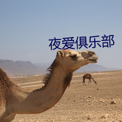夜爱俱乐部 （乐在其中）