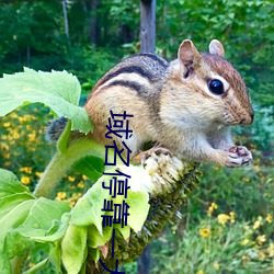 域名停靠一大象