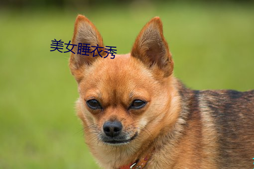 美女(女)睡衣(衣)秀