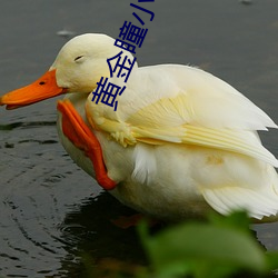 金年会(中国)官方网站