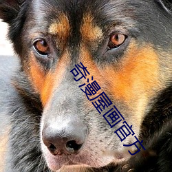 奇漫屋画官方 （十羊九牧）