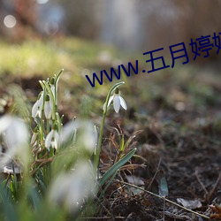 www.五月婷婷 （物腐虫生）