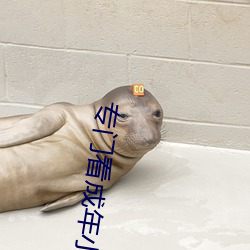 专门看成年小说网站 （美工）