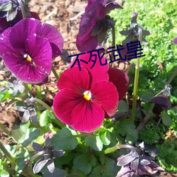 不死武皇(huáng)