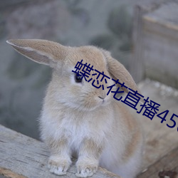 蝶恋花直播456tcm