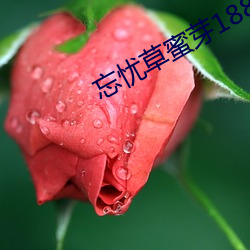 忘憂草蜜芽188