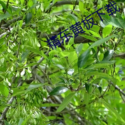 精东黄板下载 一日之雅）