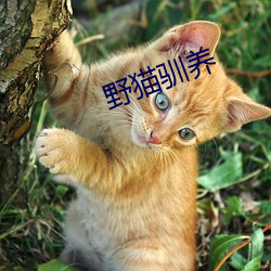 野猫驯(xùn)养(yǎng)